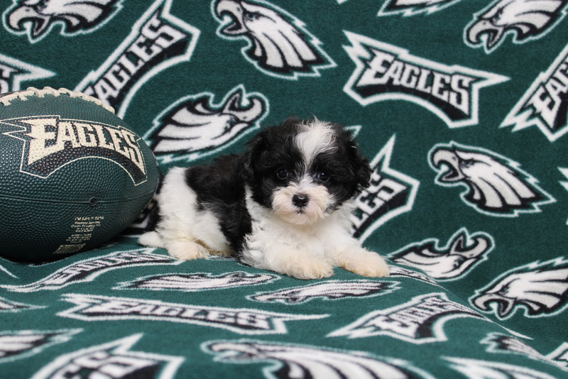 puppy, for, sale, Maltipoo, Matthew B. Stoltzfus, dog, breeder, Gap, PA, dog-breeder, puppy-for-sale, forsale, nearby, find, puppyfind, locator, puppylocator, aca